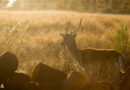 Top 10 Deer Hunting Gear You Need For Hunting Season